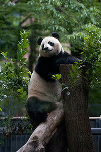 毎日パンダ 上野動物園に毎日通い続ける人によるパンダブログ