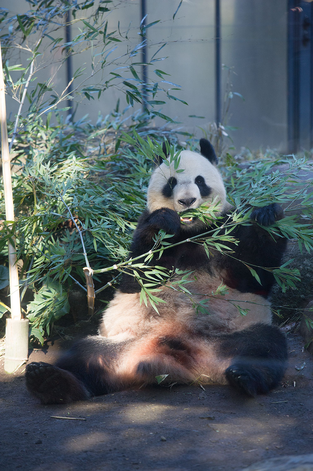 毎日パンダ 上野動物園に毎日通い続ける人によるパンダブログ