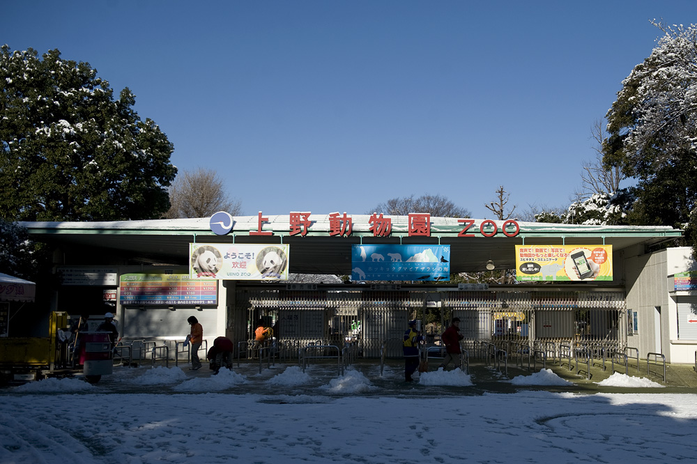 雪の上野動物園