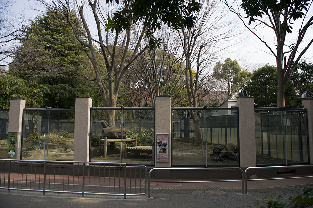 上野動物園 ジャイアントパンダ非公開