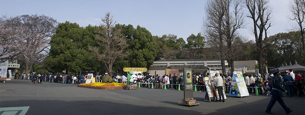 上野動物園 パンダを見る方の列