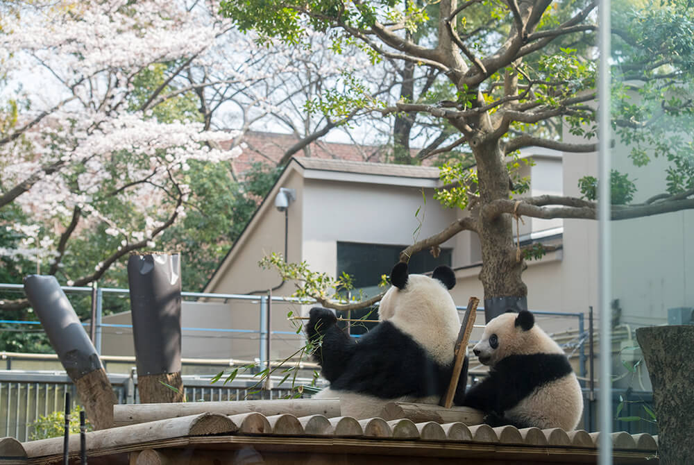 超格安 【桜澤さま専用】シャンシャン ピンバッジ パンダ 上野動物園 