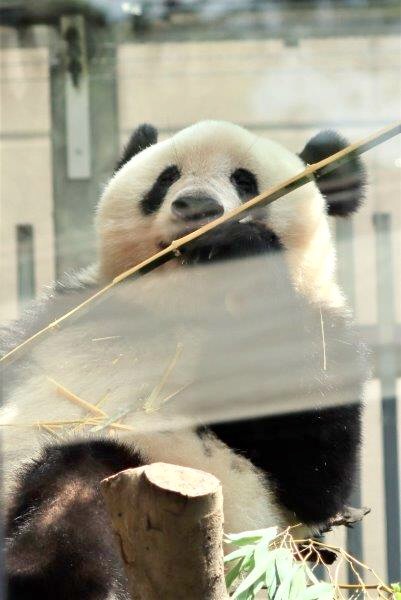 トピック 動物園日和 パンダイラスト 動物写真no 1