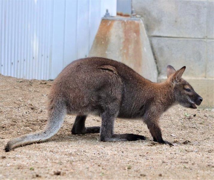 トピック 動物園日和 パンダイラスト 動物写真no 13