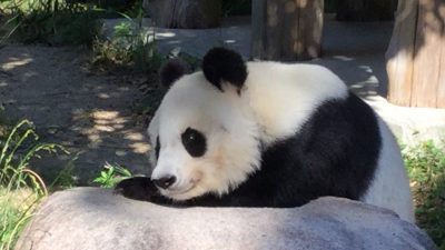 トピック: 動物園日和♡パンダイラスト、動物・植物写真&グッズNo.35