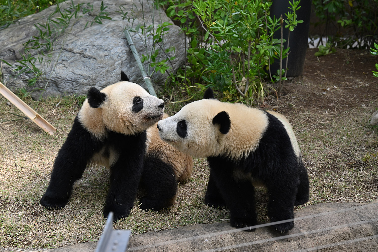 今日のパンダ（3189日目）