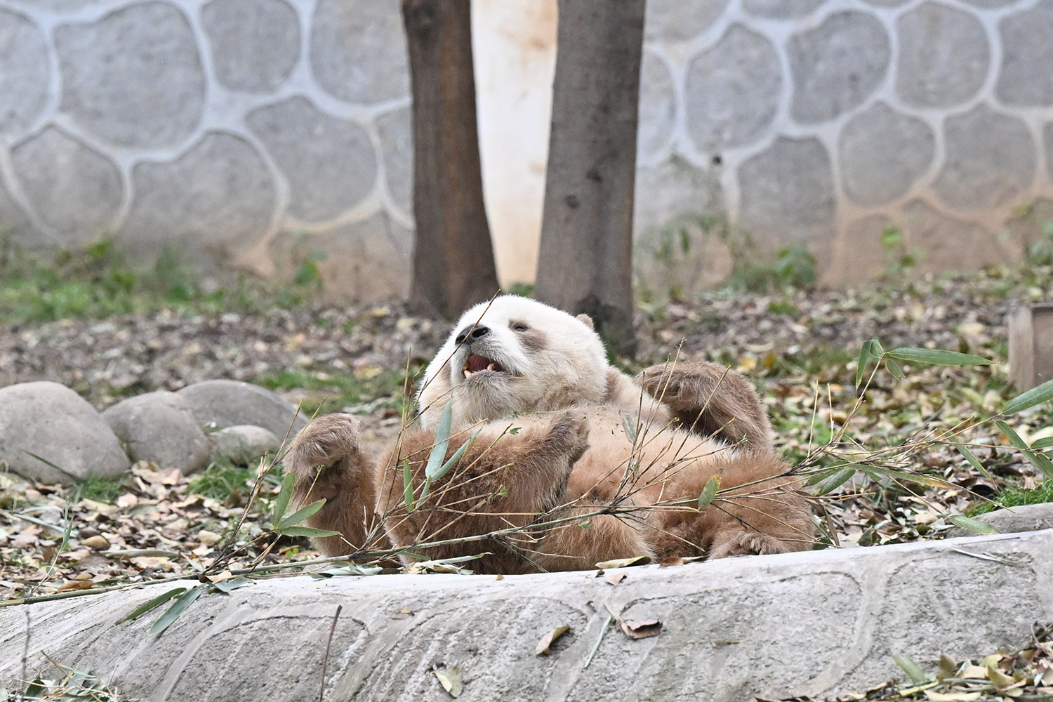 今日のパンダ（3713日目）