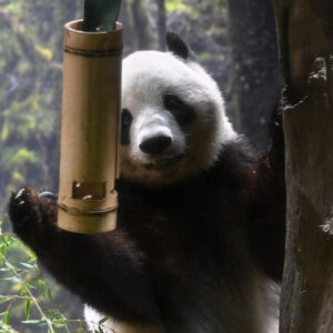 パンダ閲覧ページ ジャイアントパンダ「シャオシャオ」と「レイレイ」の展示方法を