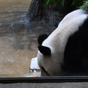 パンダ閲覧ページ ジャイアントパンダの観覧方法について ｜ 東京ズーネット