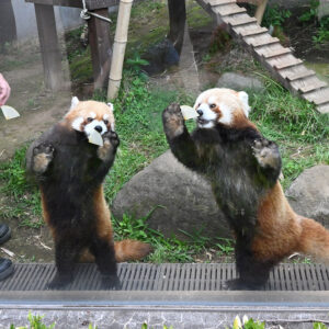 1*3様 HOUSTON ヒューストン スタジャン　PANDA パンダ　上野動物 毎日パンダ