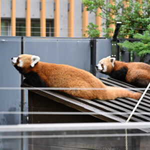 今日のパンダ